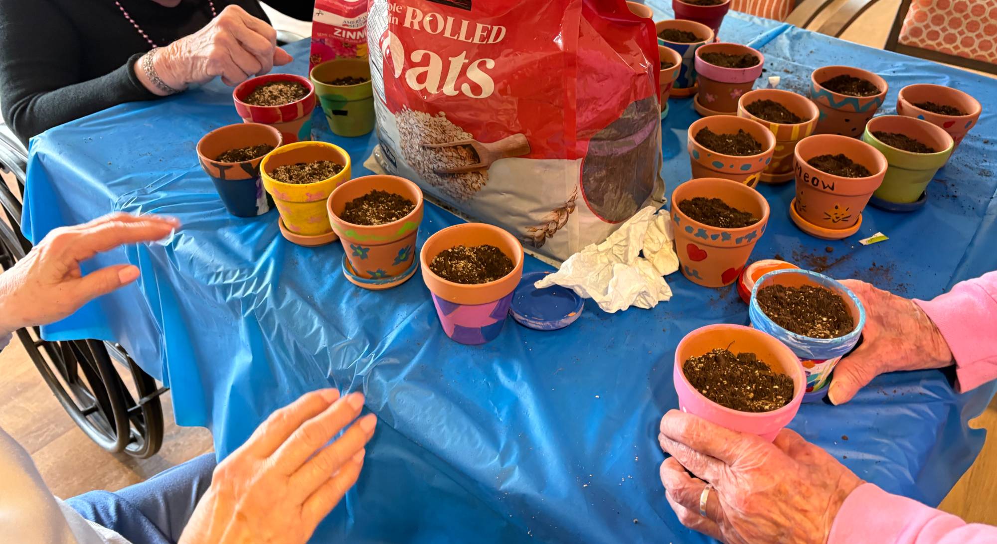 sage flower pot planting